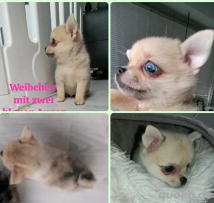 2 blaue Augen... kleine Merle Prinzessin 