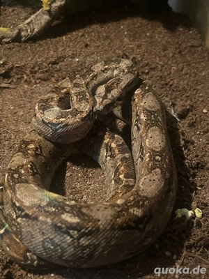 BCI Zwergboa (Sierra Tarahumara)   Weibchen 0.1   Deutsche Nachzucht 06 2023