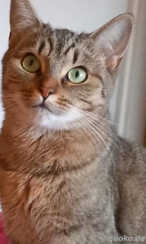 BKH Katze in liebevolle Hände abzugeben. 