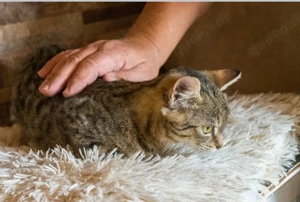 Bieten Platz für Kätzchen Tierhilfe (babykatze gefunden gesucht notfall)