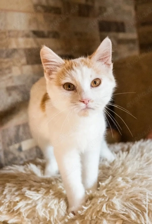 Kätzchen männlich weiblich suchen Zuhause Kater Kitten 