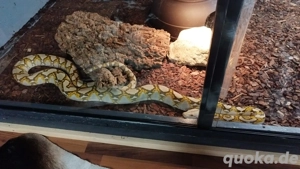 Mocchino Netzpython Männlich 