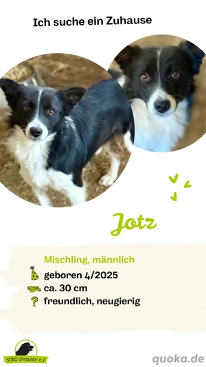 Jotz sucht ein Zuhause