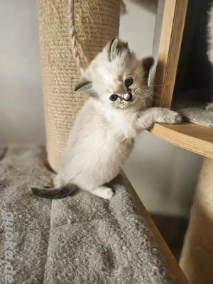 Heilige Birma Kitten Kätzchen Katze