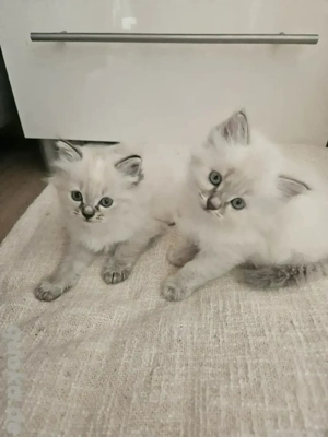 Heilige Birma Kitten Kätzchen Katze