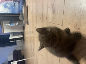 BKH kitten suchen einen neuen zu Hause 