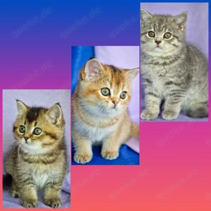 Bkh Kitten mit Stammbaum 