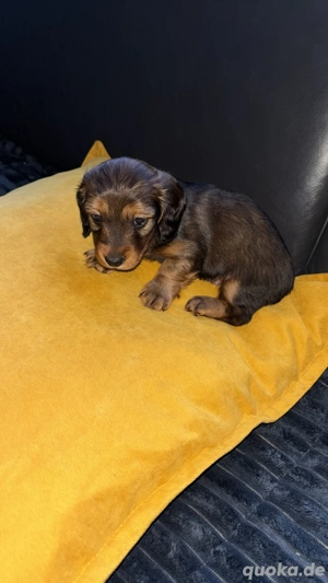 Zwergdackel Rüde 
