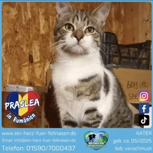 Praslea - kleiner Held mit großem Herz