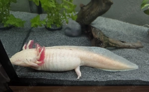 Axolotl - 2 Albino - suchen neues zu Hause Bild 3
