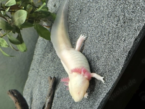 Axolotl - 2 Albino - suchen neues zu Hause Bild 2