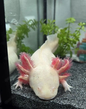 Axolotl - 2 Albino - suchen neues zu Hause Bild 5