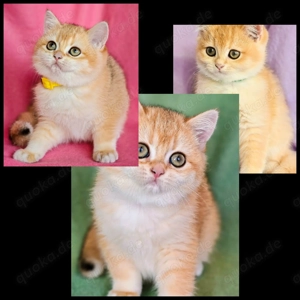 BKH-Kitten mit Stammbaum,  Abgabebereit 