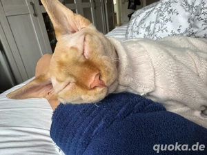 Don Sphynx Deckkater ohne Stammbaum   erfolgreich, gesund & typvoll