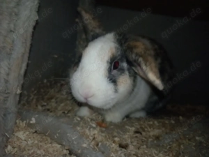 Ein hasenbock abzugeben 