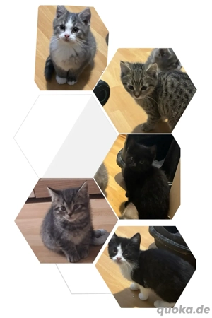 kitten suchen ein zuhause