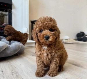  süßer Toy Pudel Welpen 