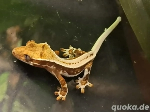 Kronengecko 0.0.1 Correlophus ciliatus Lilly-White Red DNZ 2025