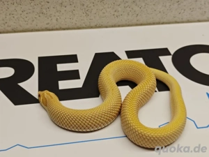 1.0 Arctic super Conda Albino Pos extreme red 