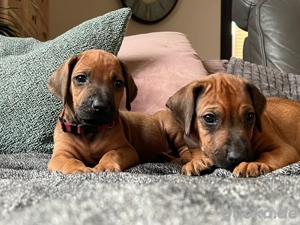 Rhodesian Ridgeback welpen 2 Rü 1 Hü sind noch frei
