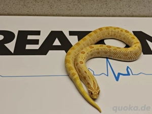 0.1 extreme red Arctic Albino conda 