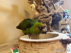 super zahmer Grüner Kongo Papagei Hahn