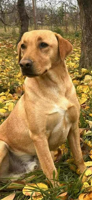 Fast 2J Labrador Rüde hellbraun KINDERLIEB 25kg 50cm 