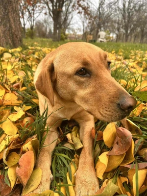 Fast 2J super lieber Labrador KINDERLIEB Bundesweite Ausreise
