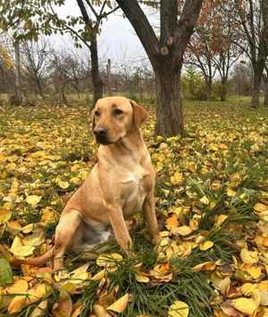 2J Labrador Rüde hellbraun KINDERLIEB 25kg 50cm Ausreise nach Adoption BUNDESWEIT MÖGLICH