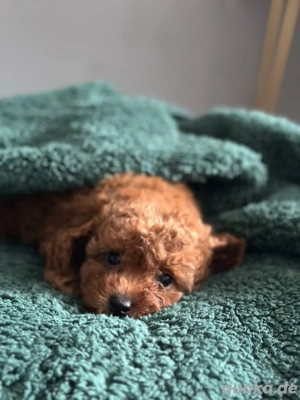 Toy Zwerg Pudel Welpen