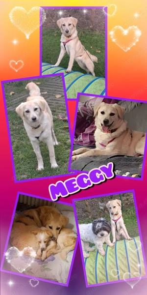 liebes, hübsches, menschenbezogenes, katzenverträgliches Welpenmädchen "Meggy" sucht ein Zuhause