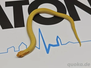 2.0 extreme red Albino super Conda 