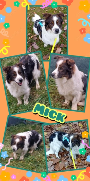 kleiner, lieber, hübscher, menschenbezogener Rüde "Mick" sucht ein liebevolles Zuhause 