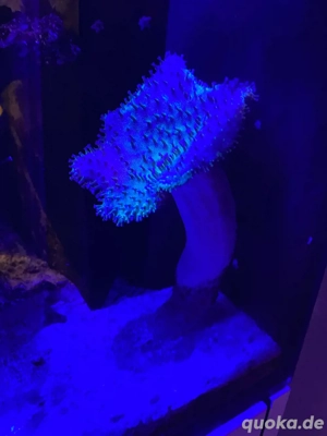 Pilzleder koralle Meerwasser 