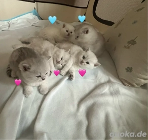 Fluffige BKH Schmusekätzchen   zum Verlieben!