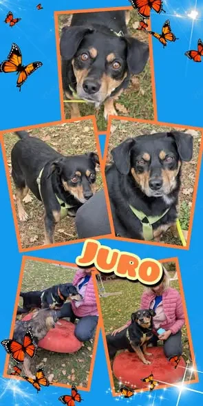 menschenbezogener, lieber Rüde "Juro" sucht ein liebevolles Zuhause 