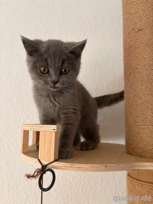bkh kitten reinrassig 