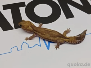 1.0 zulu het patty, Oreo ph Caramel nz24 Bild 1