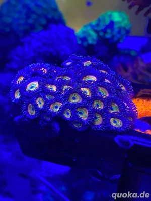  Rasta Rainbow Zoa meerwasser koralle 