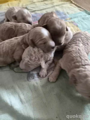 maltipo Welpen zu verkaufen 