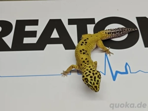 0.1 tangieren Het Eclipse aus der Tornado Linie