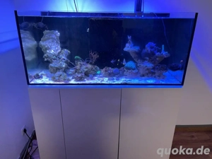Auch Tausch Armatus 400 Meerwasseraquarium