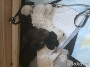 unser maus sucht noch ein zuhause 