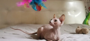 Weißes kanadisches Sphynx-Kätzchen