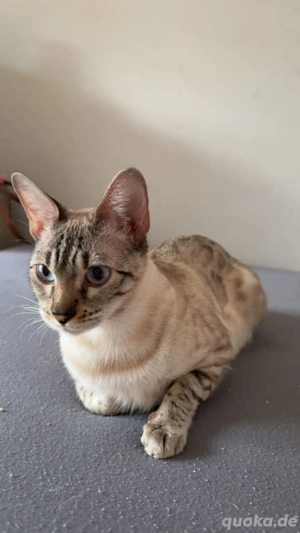 Bengalkatze 