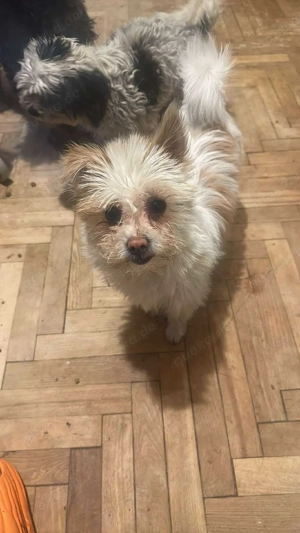 Suki, klein, keck, schnuckelig sucht Körbchen