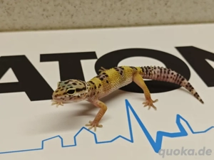 0.1 Pastel het bellagio 