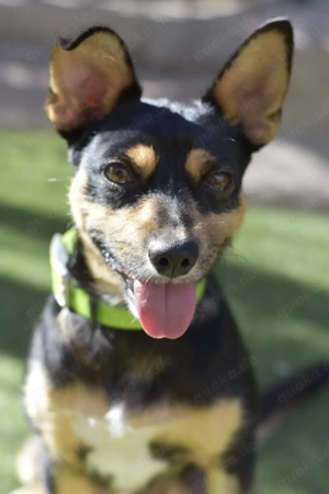 Cuchi - fröhlicher Mischling sucht seine Familie