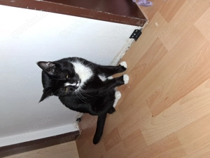 Die kleine Maus sucht immer noch ein neues Zuhause 