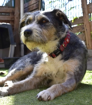 Ponponne - sanfte Mischlingshündin sucht ihre Familie